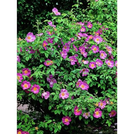Rosier ancien gallique 'Complicata' Pot de 4L/5L