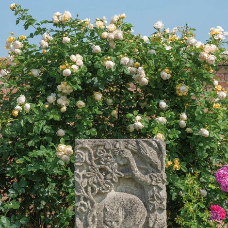 Gardenaria Rosa 'Wollerton Old Hall' - Rosa da giardino - Altezza: 40/50 cm (vaso20) (1/3)