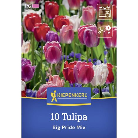Kiepenkerl Herbstblumenzwiebel Darwin-Hybrid-Tulpen Big Pride Mix 10 Stück (1/2)
