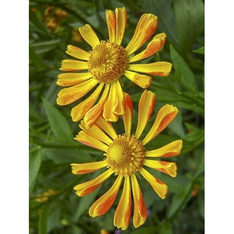 Hélénie 'Fancy Fan' Godet de 8/9 cm (1/3)