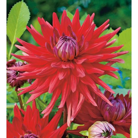 Dahlia cactus obsession – Bulbe à grosses fleurs – Exposition soleil – Floraison été – Plantation automne – Fabre Graines