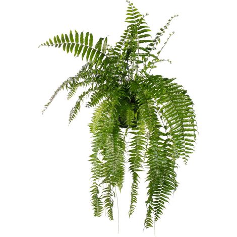 Fougère de Boston Géante Nephrolepis Macho - Plante Verte d'Intérieur - Ø20 cm - 100 cm - PANGIVO