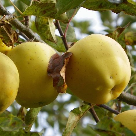 PIANTA DA FRUTTO MELO GOLDEN DELICIOUS in vaso 20 età 2/3 anni (foto reali)