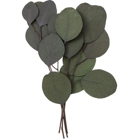 Eucalipto populus, 4 ramas de aproximadamente 20 cm, color verde.