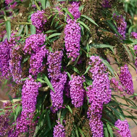 Arbre aux papillons 'Nanho Purple' - 40-60 cm pot