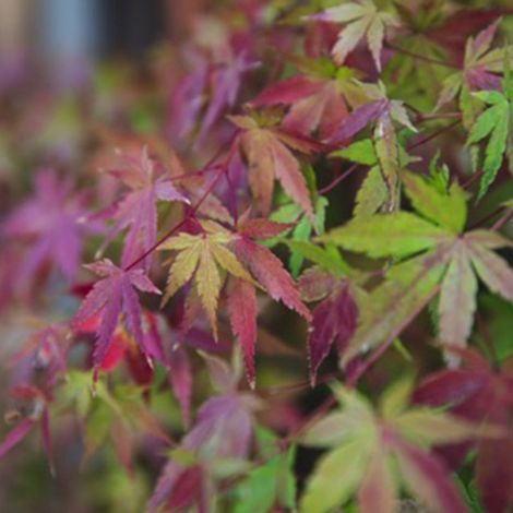 Érable du Japon 'Beni Maiko' (Acer palmatum 'Beni-maiko') (1/5)