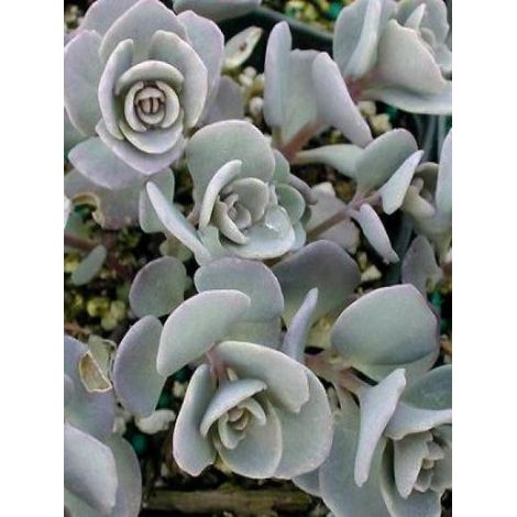 Orpin cauticola 'Lidakense' Godet de 8/9 cm