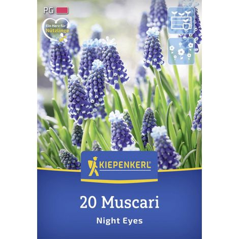 Kiepenkerl Herbstblumenzwiebel Traubenhyazinthe Night Eyes 20 Stück (1/2)