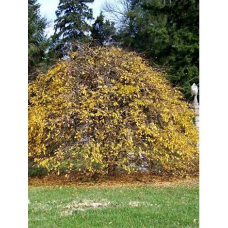 Charme commun 'Pendula' Pot de 12L/15L, Tige