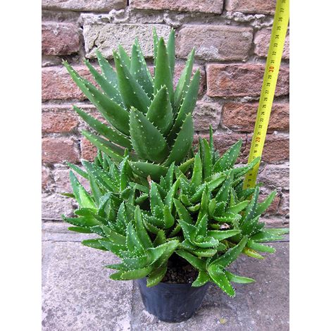 Aloe mitriformis caespitosa 35 cm, cactus, pianta grassa
