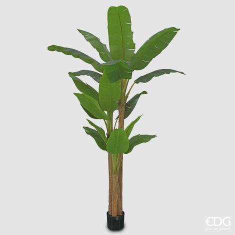 EDG Enzo De Gasperi Banano con Vaso H 280 Green Verde