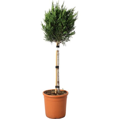 Cupressocyparis Leylandii Minifusto - Cipresso di Leyland - Piante da Esterno - H 90-100 cm Vaso Ø 22 cm (1/3)