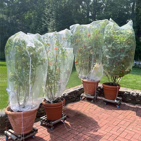 Blaubeernetz mit Kordelzug für Sträucher – 2er-Pack 3,28 x 2,62 Fuß + 2er-Pack 4,92 x 3,94 Fuß – Einfach zu installierendes, wiederverwendbares Gartennetz für Obstbäume und Tomatenpflanzen, hält Vögel (1/5)