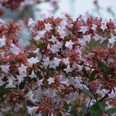 Pépinières Naudet – Abélia x grandiflora 'Raspberry Profusion' – Arbuste buissonnant – Floraison rouge parfumée – Résiste jusqu'à -15°C – Exposition soleil ou ombre (1/5)