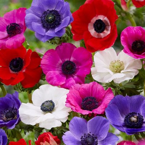 Anémone (Anemone Coronaria) - Mélange de Caen - Abeilles-Papillons - Fleurs coupées - Bulbes d'été - Bulbes de printemps - Vivaces (1/2)