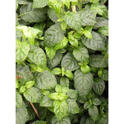 Hortensia 'Winter Surprise' Pot de 2L/3L