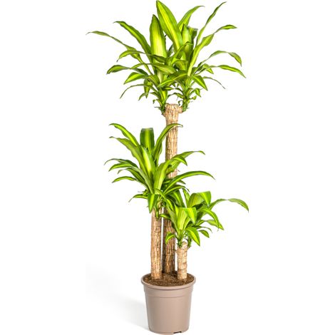 Dracaena Fragrans Massangeana Plante Verte Tropicale Tronc Droit Pot Ø24cm Hauteur 130-150cm - PANGIVO (1/5)