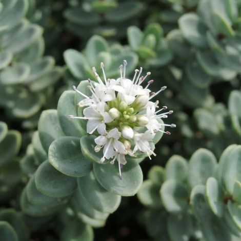 Véronique arbustive (Hebe carnosula)
