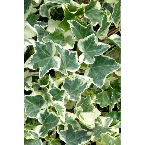 4 cuttings - Hedera helix (Common Ivy) variegated