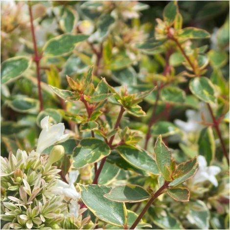 Abélie à grandes fleurs Tricolor Charm® 'Mincautri'/Pot de 7,5L (1/4)
