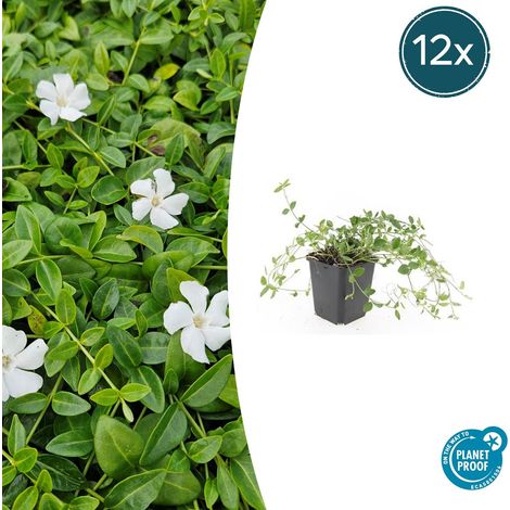 Lot de 12 Vinca minor 'Gertrude Jekyll' Couvre-sol Persistant Fleurs Blanches 10-25 cm Ø9 cm - PANGIVO (1/5)