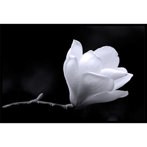 Affiche encadrée fleur blanche minimaliste (1/5)