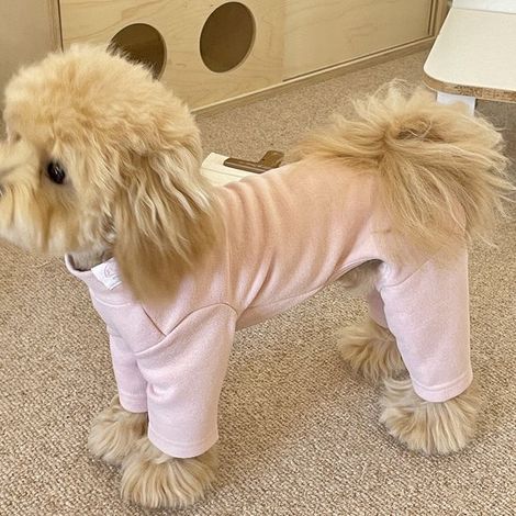 Ropa para perros, abrigada para otoño e invierno, mono, perros pequeños, XL (recomendada para perros que pesen entre 5 y 8 kg) (1/2)