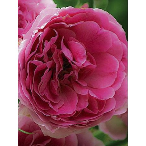 Rosier 'Pink Cloud' Racines nues en motte (1/4)