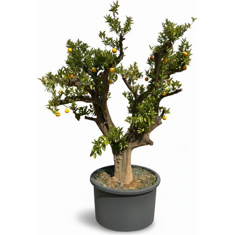 Oranger, ramifié, âgé de 50 ans – Citrus sinensis, circonférence (1/5)