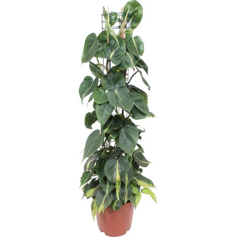 Philodendron Scandens Brasil - Plante d'Intérieur Dépolluante - Feuillage Panaché - Ø24 cm H120 cm - PANGIVO (1/4)