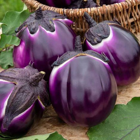Sachet de graines Aubergine Violette de Florence BIO (1/2)
