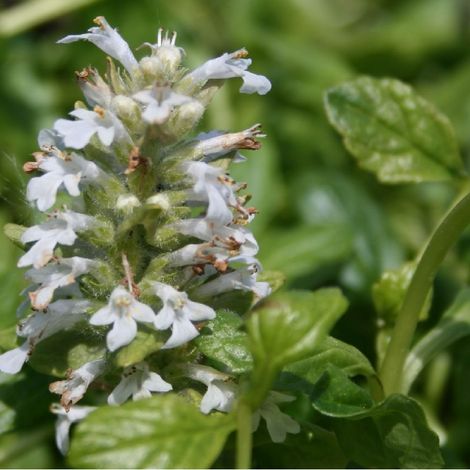 4 x Bugle rampant  - Ajuga reptans 'Alba'  - godet 9x9 cm