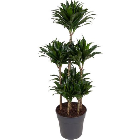 Dracaena Compacta Carrousel - Plante d'Intérieur - Dragonnier Vert Foncé - 130 cm - ø31 cm - PANGIVO (1/4)