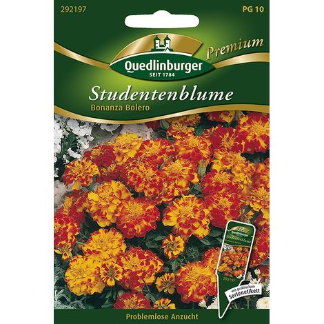 Quedlinburger Studentenblume Bonanza Bolero - Blumensamen