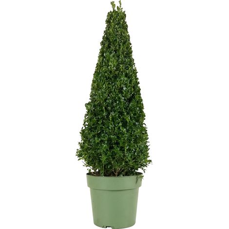 Bloomique - Ilex Crenata Jenny Pyramid - Houx japonais - Feuillage Persistant - Rustique - Plante balcon - Plante jardin - Hauteur 70-90 cm - Pot 21 cm