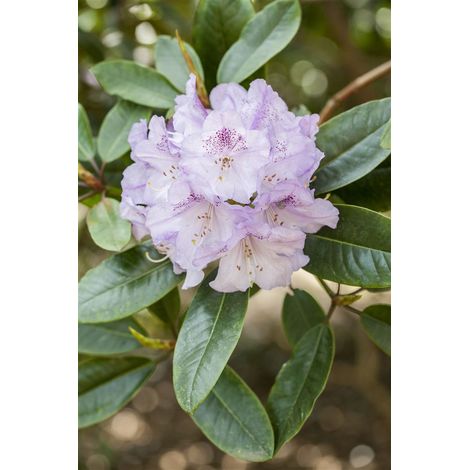 Rhododendron-Hybride 'Susan' Rhododendron Hybr.'Susan' C 7,5 40- 50