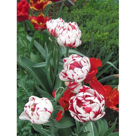 Tulipe double tardive 'Carnaval de Nice' Bulbe calibre 11+ (par 10) (1/4)