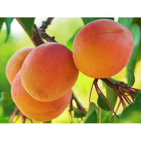 Vivaio Garden Forest – Plante d'abricot précoce – Arbre fruitier vigoureux – Fruits moyens jaunes clairs – Maturation début juin – Préfère zones ensoleillées