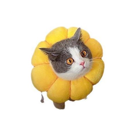collier De Fleur De Soleil, Collier De Chat Doux En Coton, Collier De Chat Anti - Morsure, Collier De Chat Anti - Lchage Aprs La Chirurgie, Collie (1/5)