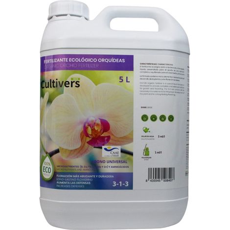 Kultiver kolischer Lychid Orchide 5 l