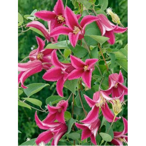 Clématite 'Princess Diana' Pot de 1,5L/2L (1/2)