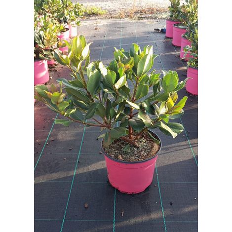 Rhaphiolepis Indica Springtime Rose Pot 18 cm Persistant à Fleurs (1/3)