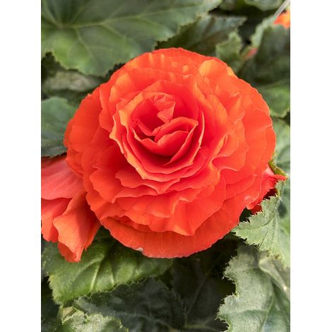 Bégonia 'Non Stop Orange' le sachet de 25 graines (1/2)