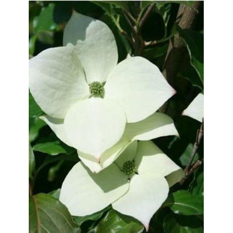 Cornouiller du Japon 'Schmetterling' Pot de 4L/5L