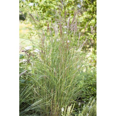Garten-Chinaschilf 'Kleine Fontäne' Miscanthus sinensis 'Kleine Fontäne' C5 (1/5)
