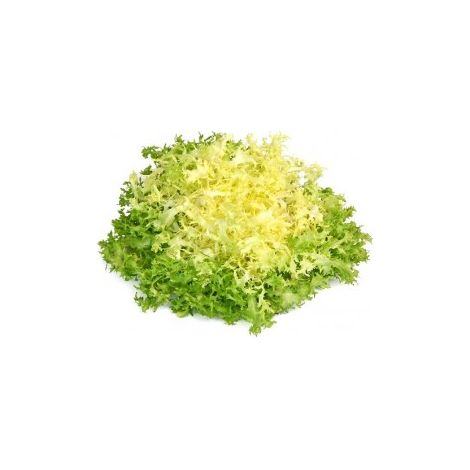 Chicorée frisée grosse pommant seule - 3g