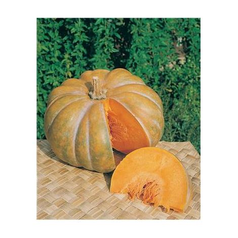 Courge musquée de Provence – Graines de potager – Chair épaisse orange vif – Culture facile – Hauteur 40 cm – Fabre Graines