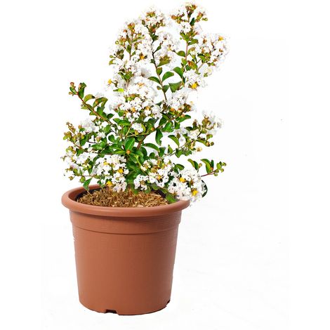 Lagestroemia Indica Bianca - Piante da Esterno Vere Fiorite - H 60-80 cm Vaso Ø 24 cm