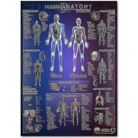 Ensemble d'affiches anatomiques du système musculaire et squelettique - Anatomie du squelette et des muscles humains - Recto simple 48 x 69 cm-9 (1/5)