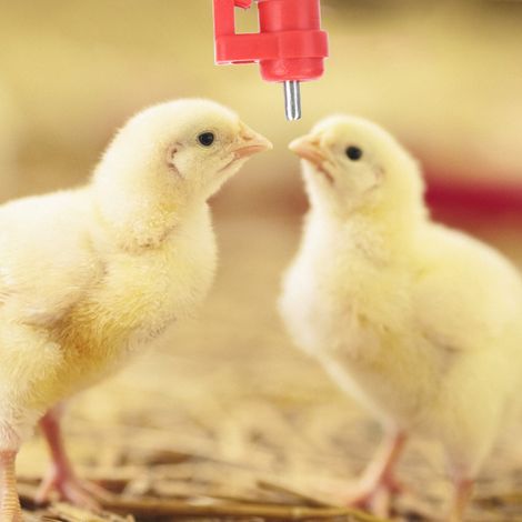 20 Stück automatische Hühnertränken mit Schnallenverschluss, Geflügeltränken mit Trinknippeln, Zubehör für die Landwirtschaft (1/5)